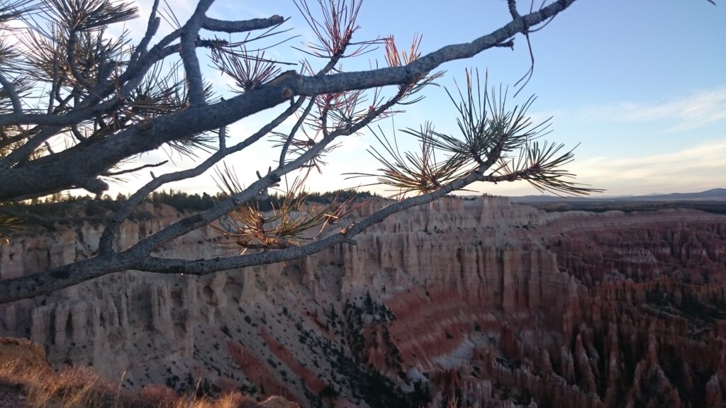 Blick über Schlucht mit Felsen und Baum im Grand Canyon Nationalpark, Arizona