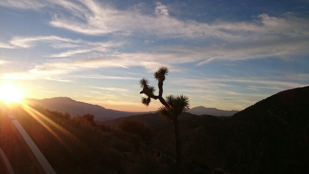Joshua-Tree-Nationalpark bei Sonnenuntergang mit Silhouette eines Joshua Trees in Kalifornien