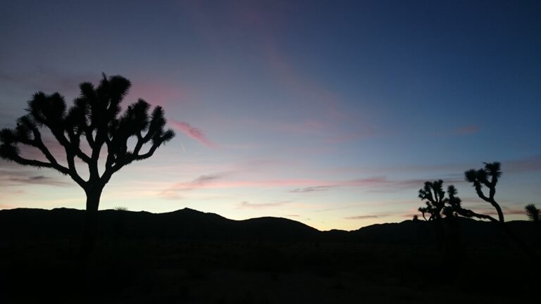 Wüstenlandschaft mit Joshua Tree in der Abenddämmerung in Kalifornien