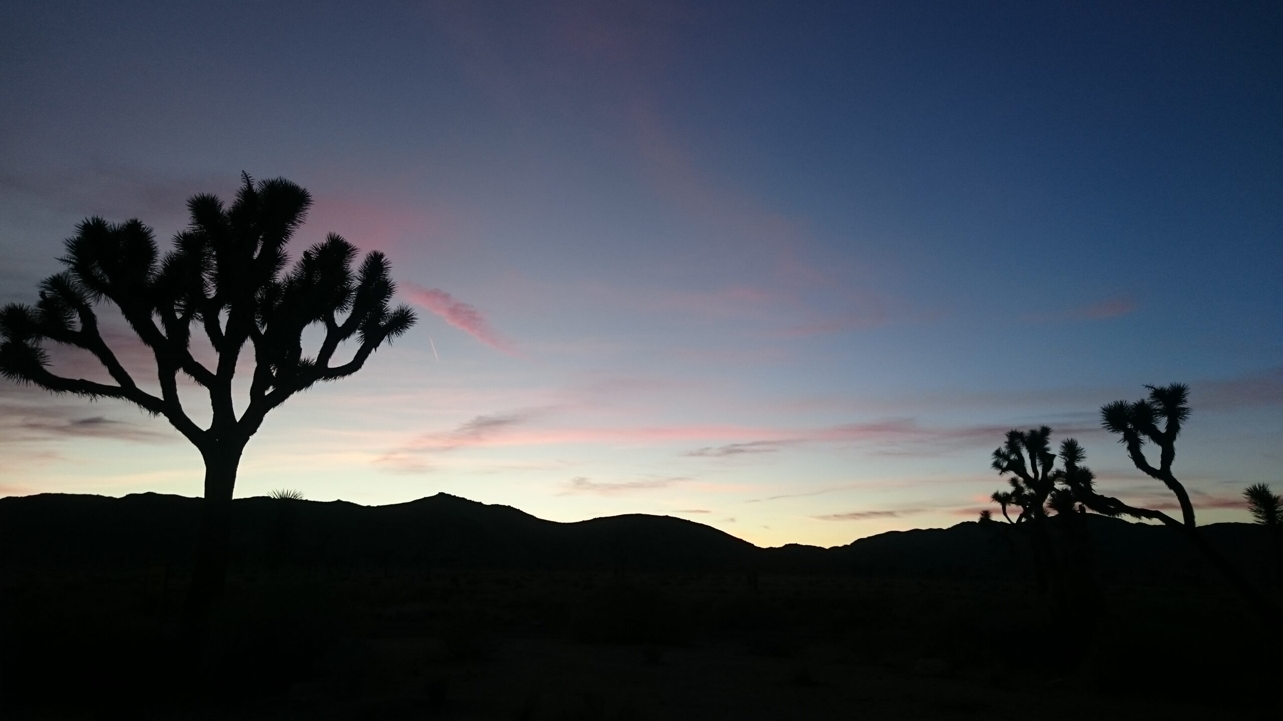 Wüstenlandschaft mit Joshua Tree in der Abenddämmerung in Kalifornien