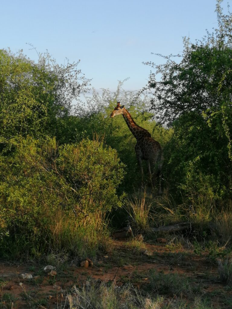 Giraffe zwischen grünen Büschen in einem südafrikanischen Wildpark