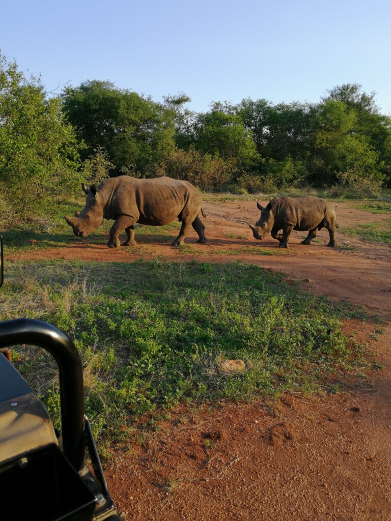 Zwei Nashörner in der Savanne eines südafrikanischen Wildreservats