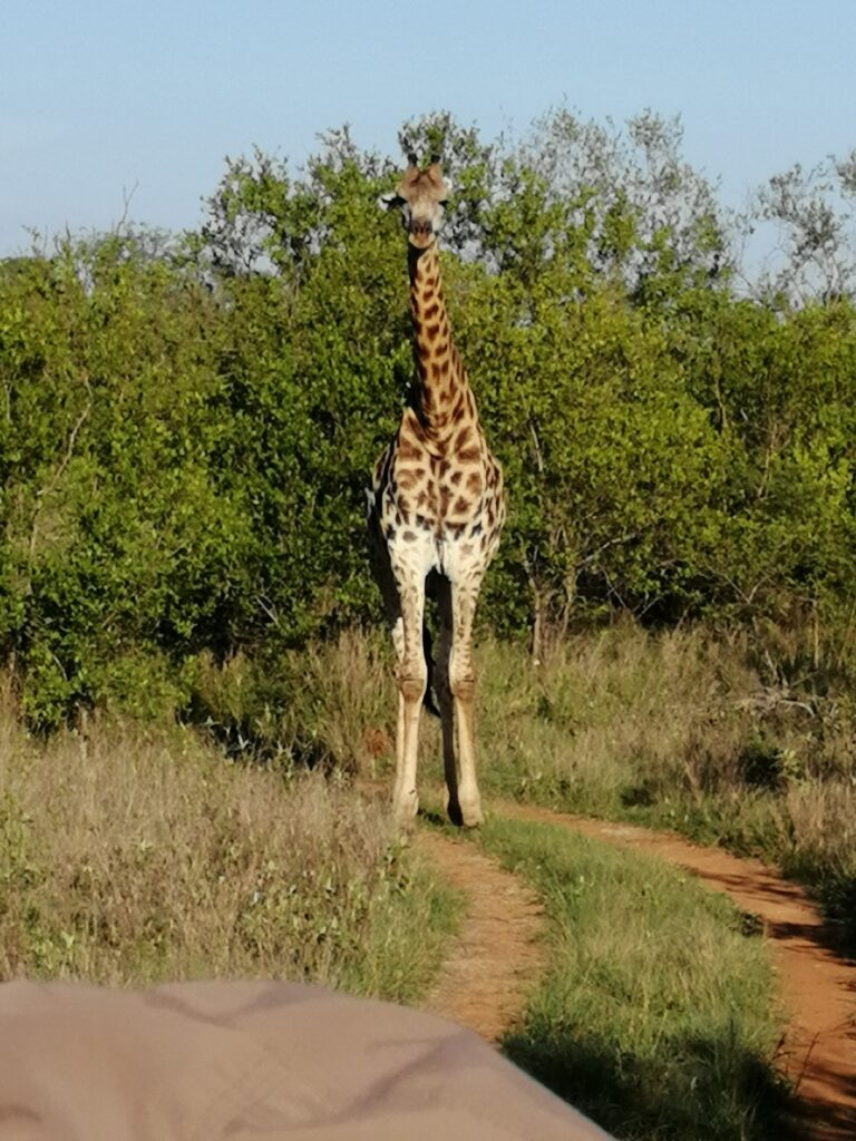 Giraffe auf einer Schotterpiste in einem südafrikanischen Wildreservat