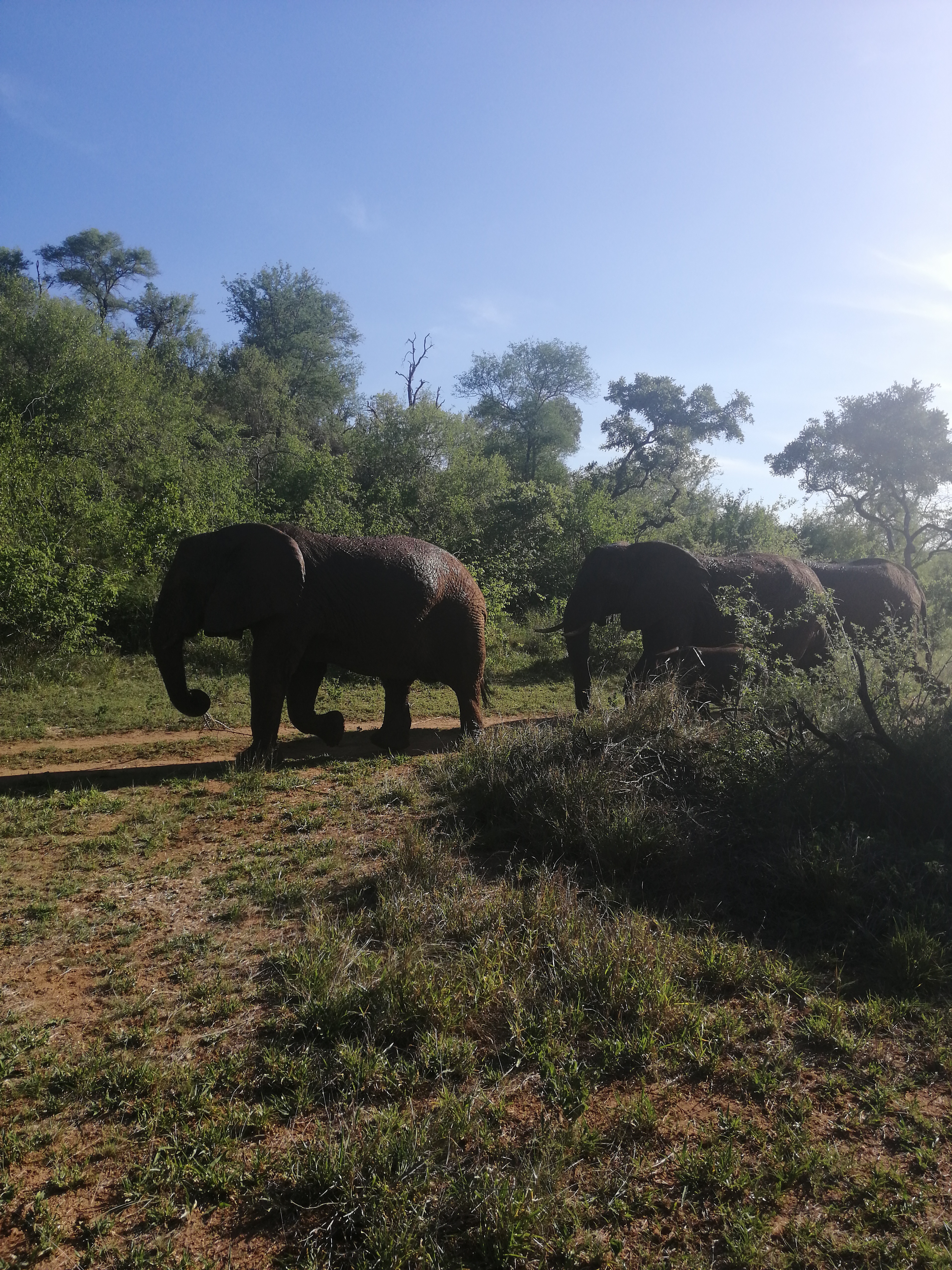 Elefanten auf einer Sandpiste bei Sonnenuntergang in einem südafrikanischen Wildreservat