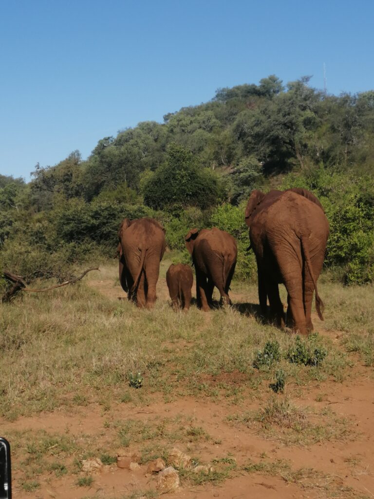 Elefantenherde im Buschland eines südafrikanischen Nationalparks