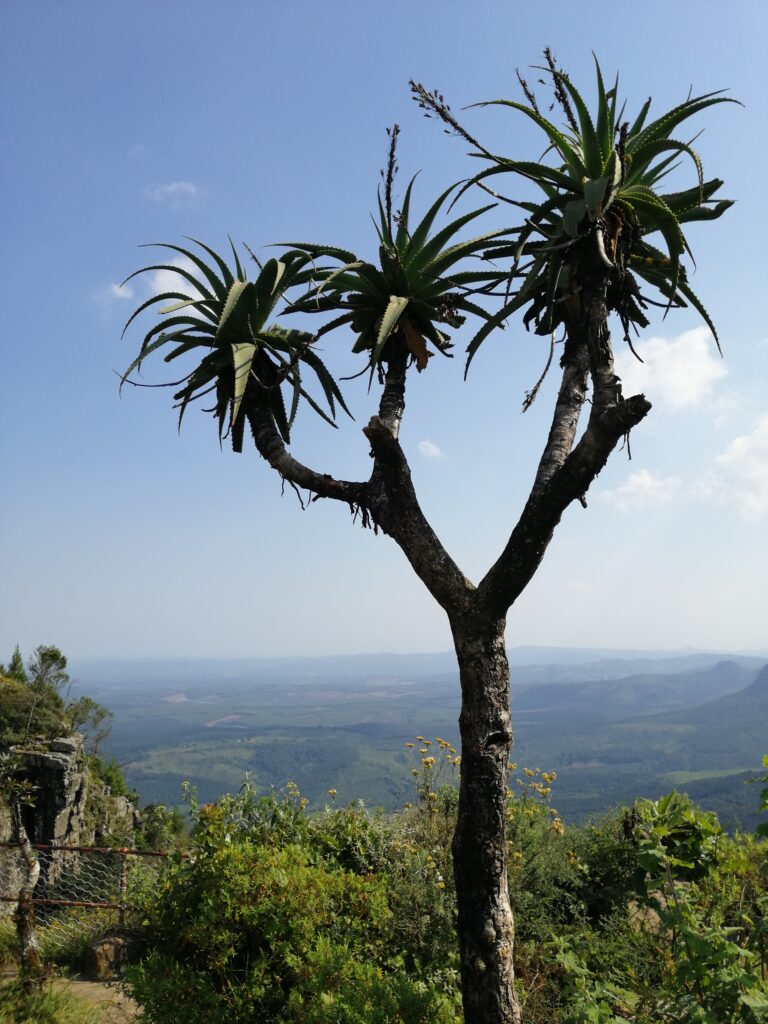Berglandschaft mit Aloe-Baum und Talblick in Südafrika